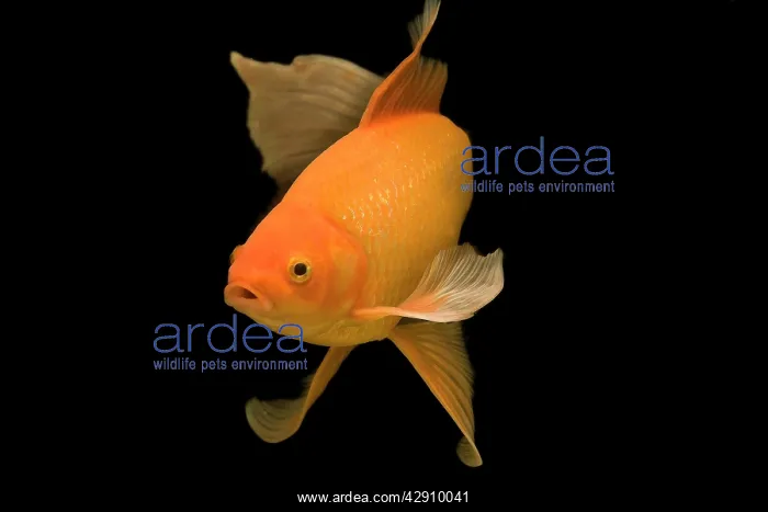 : Fish - goldfish in tank - black background : Fish - goldfish in tank - black background