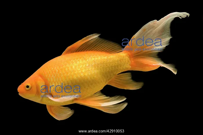 : Fish - goldfish in tank - black background : Fish - goldfish in tank - black background