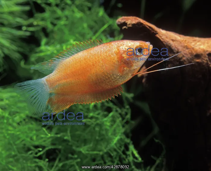 : Fish - Gourami : Fish - Gourami