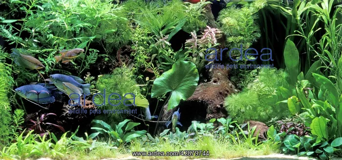 : Fish - Gourami in Aquarium tank : Fish - Gourami in Aquarium tank