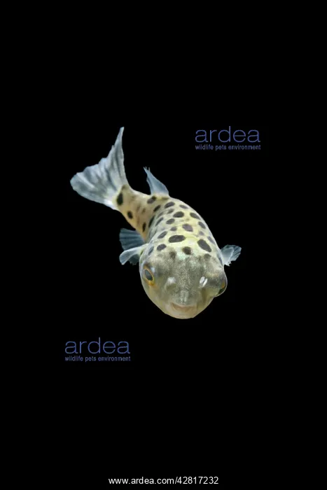 : FISH, Green Pufferfish - front top view : FISH, Green Pufferfish - front top view
