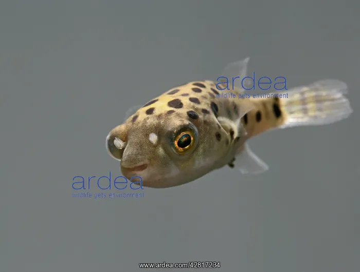 : FISH, Green Pufferfish - front top view : FISH, Green Pufferfish - front top view
