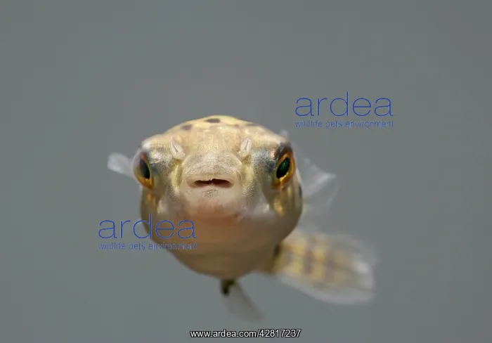 : FISH, Green Pufferfish - front view : FISH, Green Pufferfish - front view