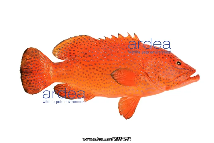  : Fish - Grouper in studio