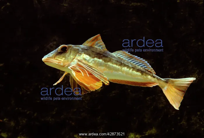  : Fish - Gurnard  /  Sea Robin