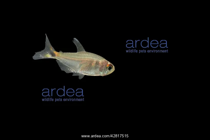  : Fish - Head and Tail Light Tetra  /  Beacon fish