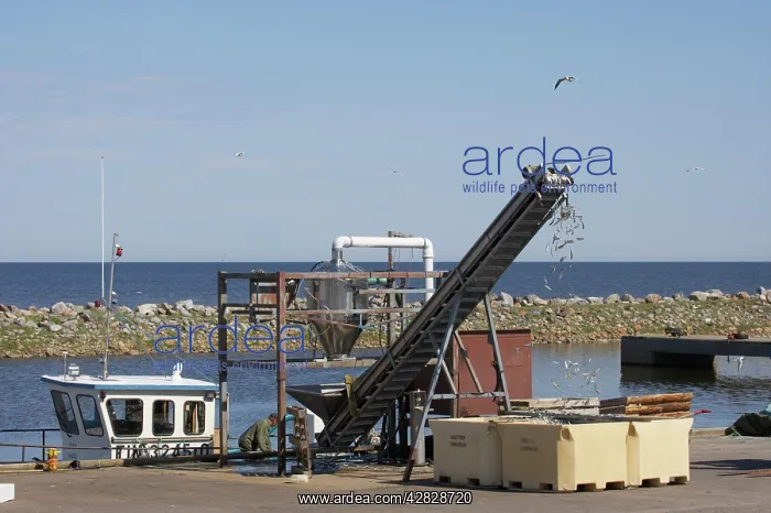 : Fish Industry - conveyor belt bringing the fish catch ashore : Fish Industry - conveyor belt bringing the fish catch ashore