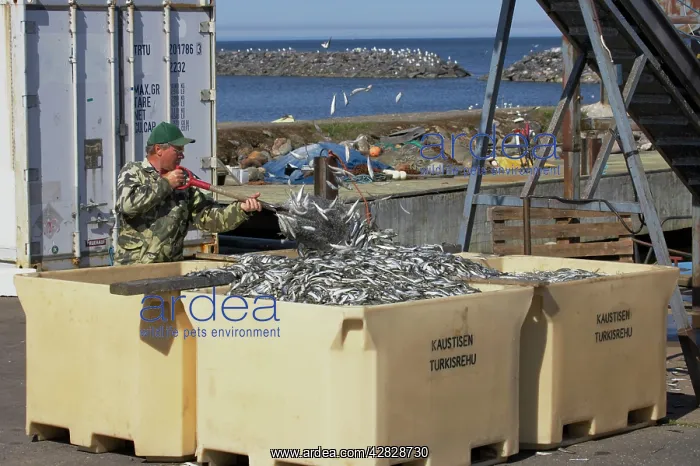 : Fish Industry - shoveling fish catch into containers : Fish Industry - shoveling fish catch into containers