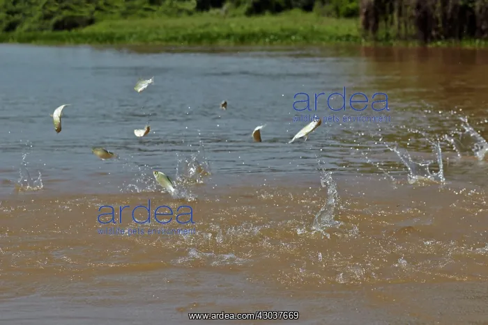 : Fish jump out of the water displaced by large below : Fish jump out of the water displaced by large below