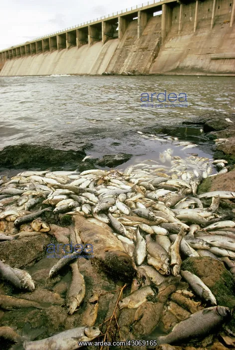 : Fish Kill, American Falls Dam : Fish Kill, American Falls Dam
