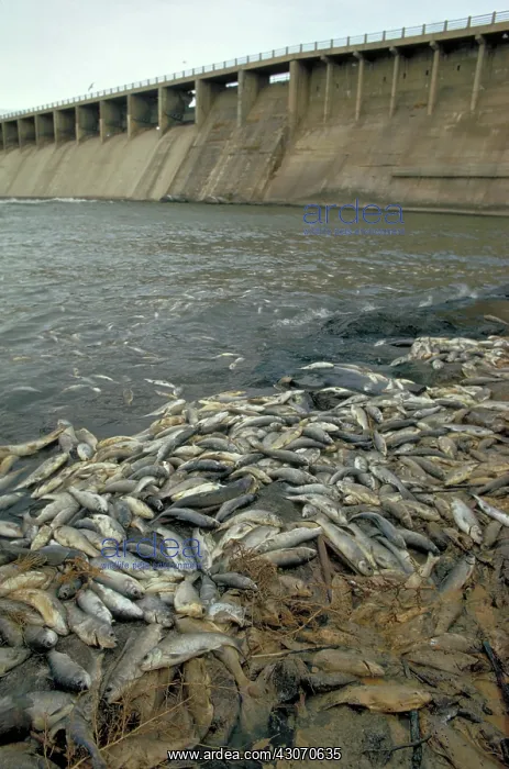 : Fish kill below dam : Fish kill below dam