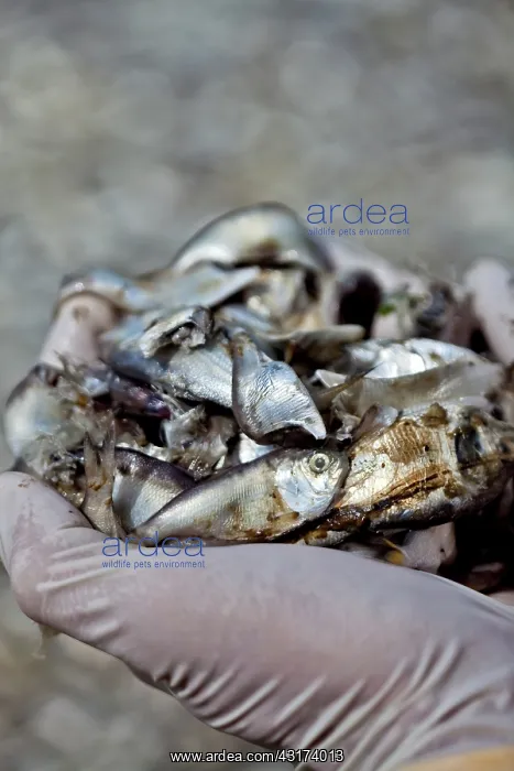 : Fish Kill in Louisiana : Fish Kill in Louisiana