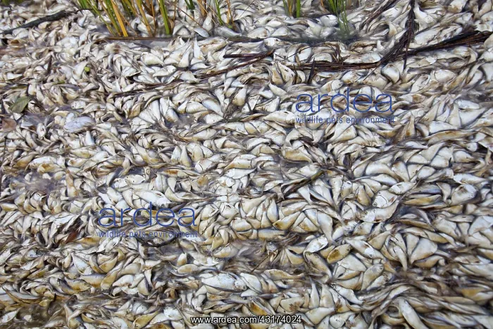 : Fish Kill in Louisiana Bayou : Fish Kill in Louisiana Bayou