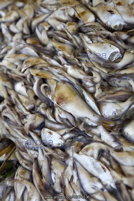  : Fish Kill in Louisiana Bayou