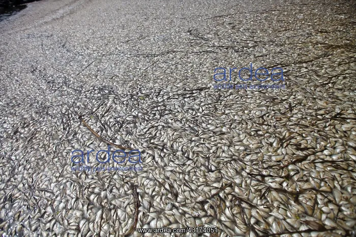: Fish Kill in Louisiana Bayou : Fish Kill in Louisiana Bayou