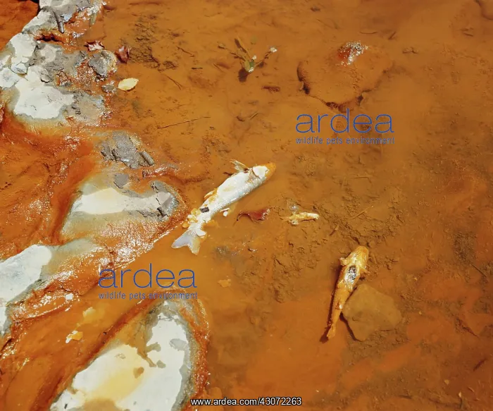 : Fish Killed by Mine Runoff : Fish Killed by Mine Runoff