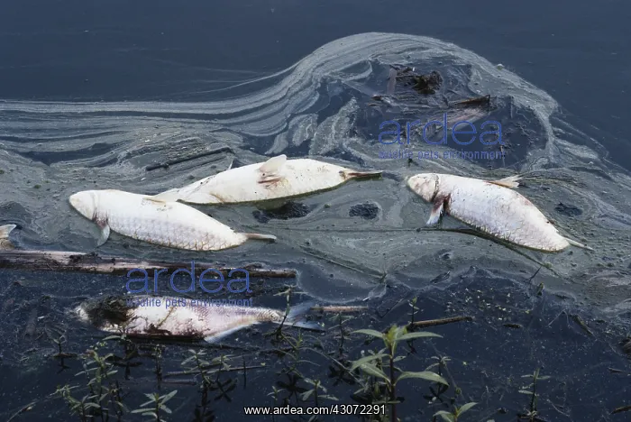 : Fish Killed by Water Pollution : Fish Killed by Water Pollution