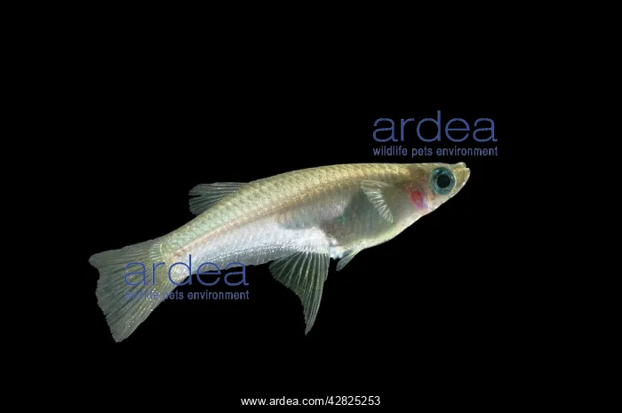  : FISH - Knife-edged Livebearer