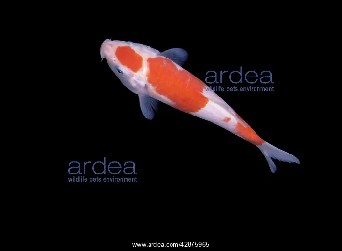  : Fish - Koi Carp