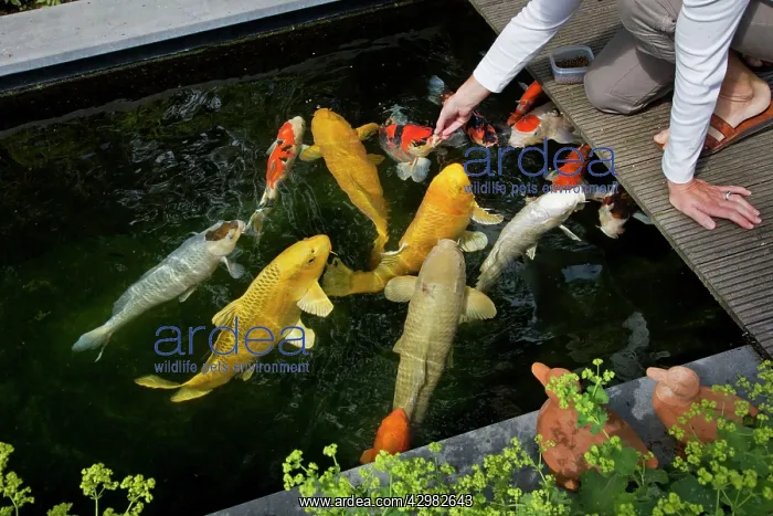  : Fish - Koi Carp in garden pool - being fed