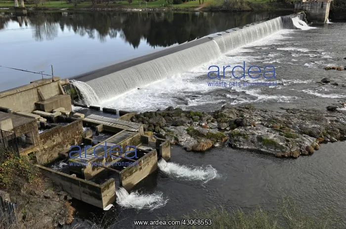 : Fish Ladder at Winchester Dam : Fish Ladder at Winchester Dam