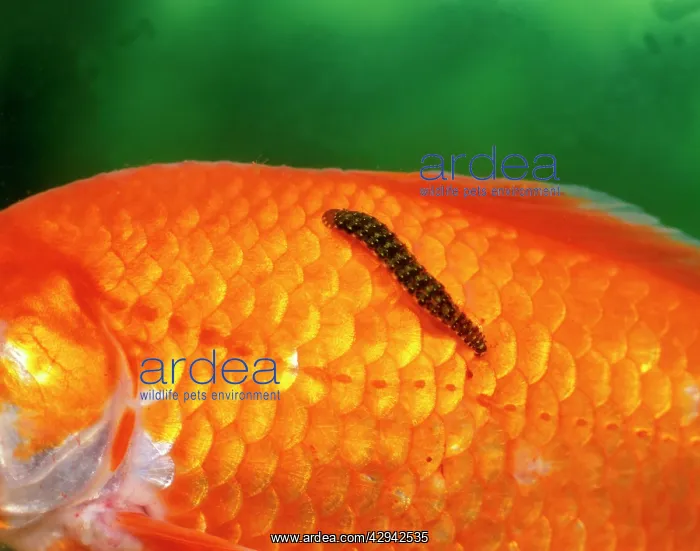 : Fish Leech feeding on goldfish : Fish Leech feeding on goldfish