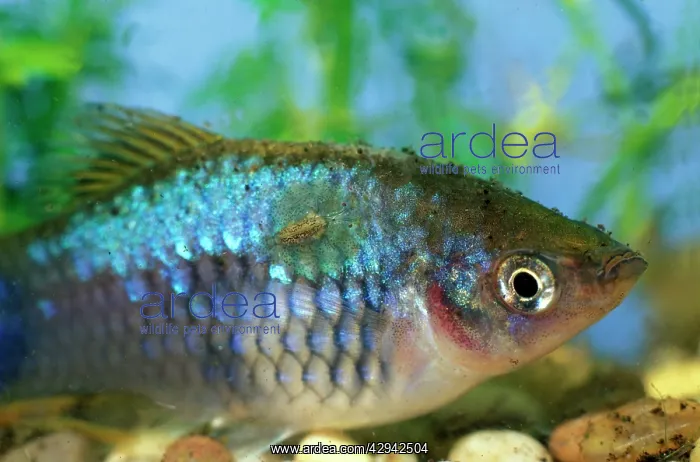 : Fish louse feeding on tropical fish in aquarium : Fish louse feeding on tropical fish in aquarium