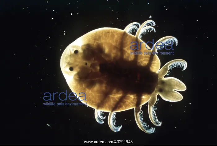: FISH LOUSE - x3 magnification : FISH LOUSE - x3 magnification