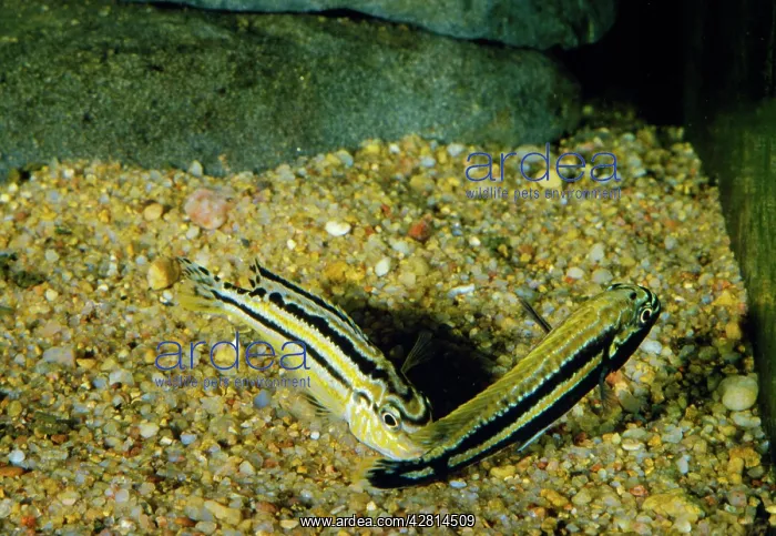 : FISH - Malawi Golden Cichlids, spawning : FISH - Malawi Golden Cichlids, spawning