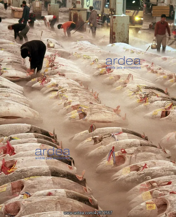: FISH MARKET - Frozen Tuna, Toyko Central Wholesale : FISH MARKET - Frozen Tuna, Toyko Central Wholesale