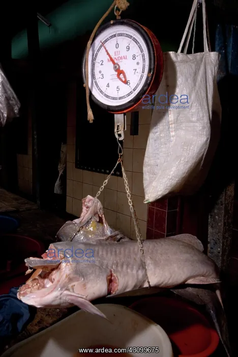 : Fish market, Peru : Fish market, Peru