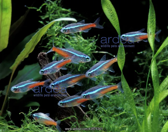: Fish - Neon Tetra - in Aquarium : Fish - Neon Tetra - in Aquarium