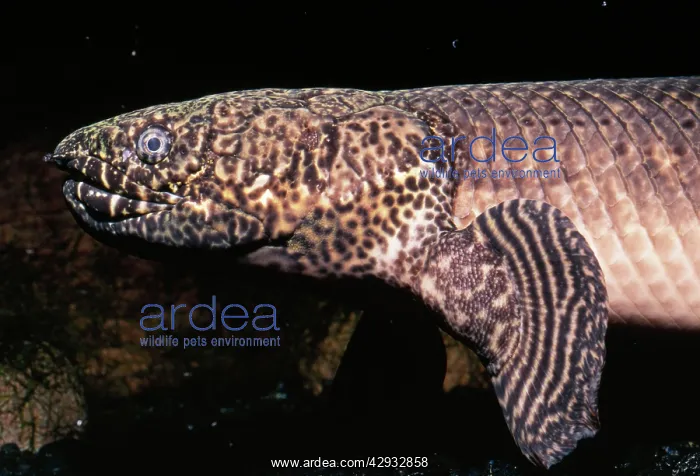 : FISH - Ornate BICHIR : FISH - Ornate BICHIR