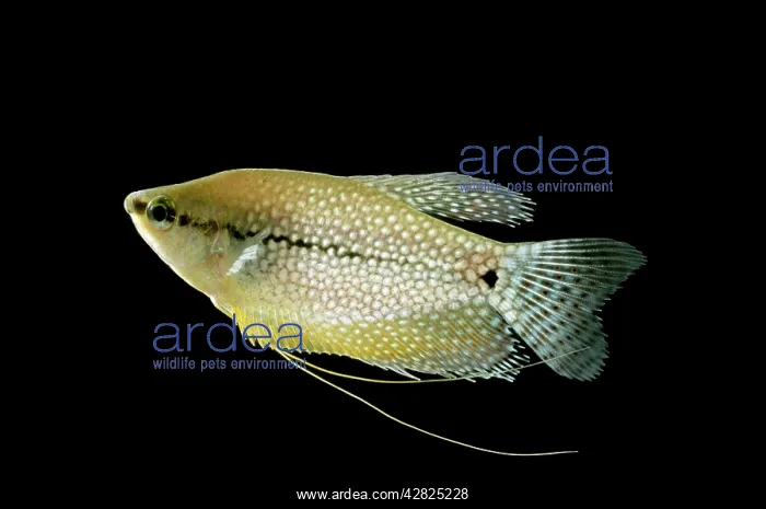 : FISH - Pearl / Mosaic GOURAMI : FISH - Pearl / Mosaic GOURAMI
