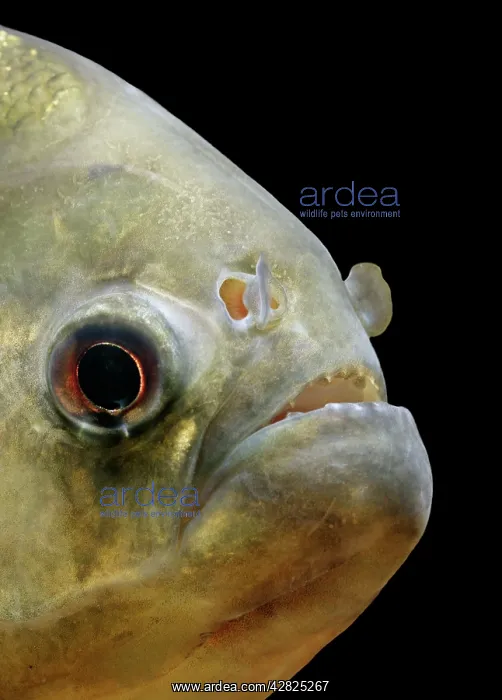 : FISH - Piranha : FISH - Piranha