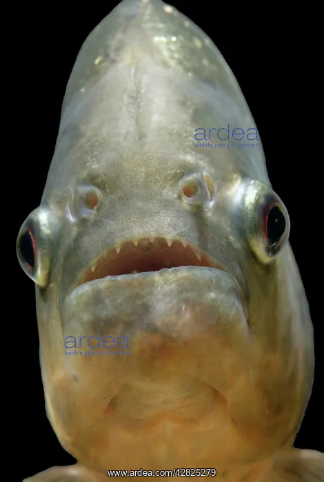 : FISH - Piranha : FISH - Piranha