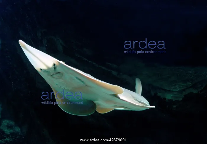  : Fish - Ray underside