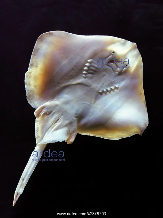  : Fish - ray - underside