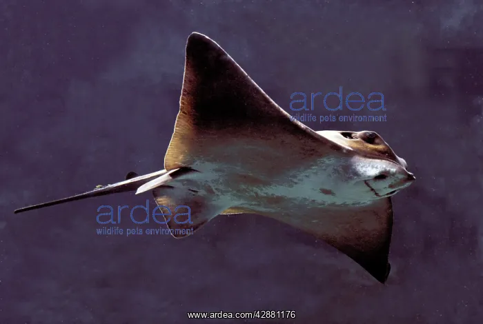  : Fish - Ray underwater