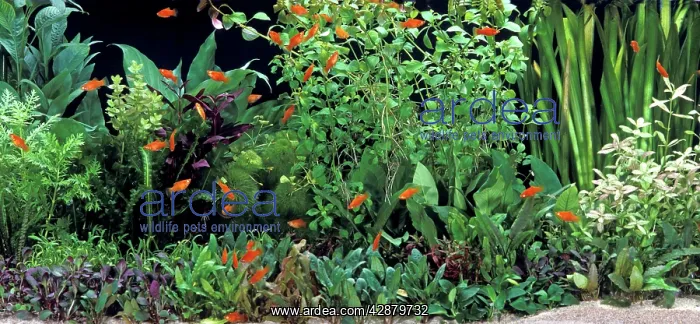  : Fish - Red Platys in Aquarium tank