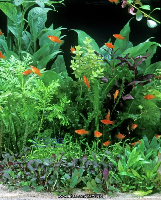  : Fish - Red Platys in Aquarium tank