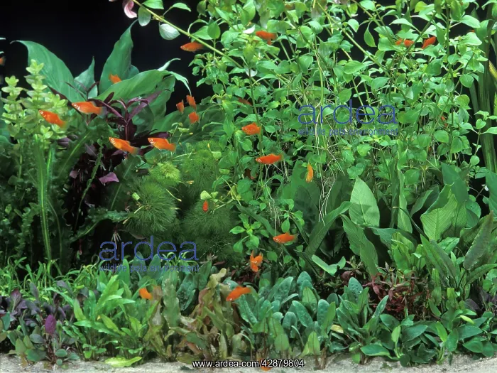  : Fish - Red Platys in Aquarium tank