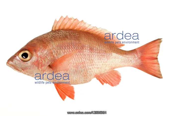  : Fish - Red Snapper in studio