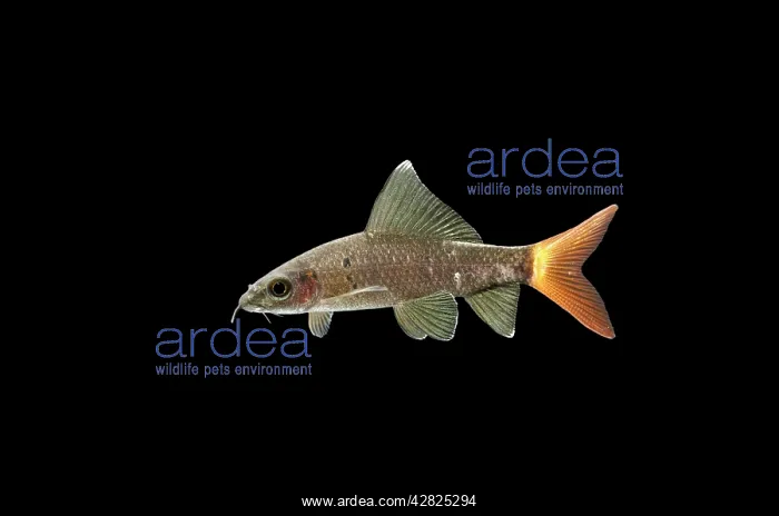 : FISH - Red-tailed black SHARK : FISH - Red-tailed black SHARK