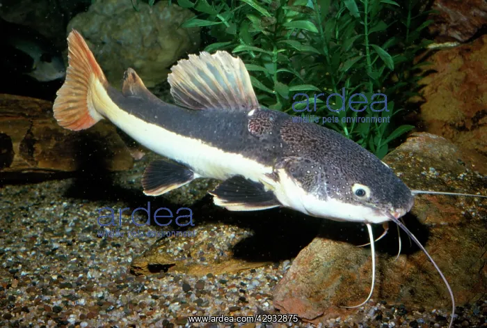 : FISH - Red-Tailed Catfish, on riverbed : FISH - Red-Tailed Catfish, on riverbed