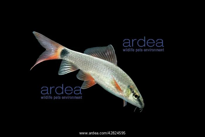 : Fish - Ruby / Red-finned Shark : Fish - Ruby / Red-finned Shark