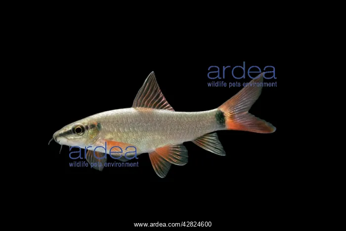 : Fish - Ruby / Red-finned Shark : Fish - Ruby / Red-finned Shark
