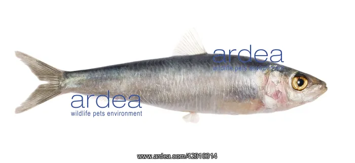 : Fish - Sardine in studio