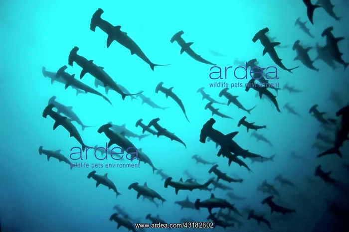 : Fish school, shoal Scalloped Hammerheads ( Sphyrna : Fish school, shoal Scalloped Hammerheads ( Sphyrna