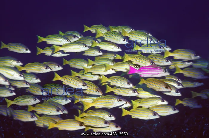 : Fish Shoal - standing out from the crowd. (Blue : Fish Shoal - standing out from the crowd. (Blue